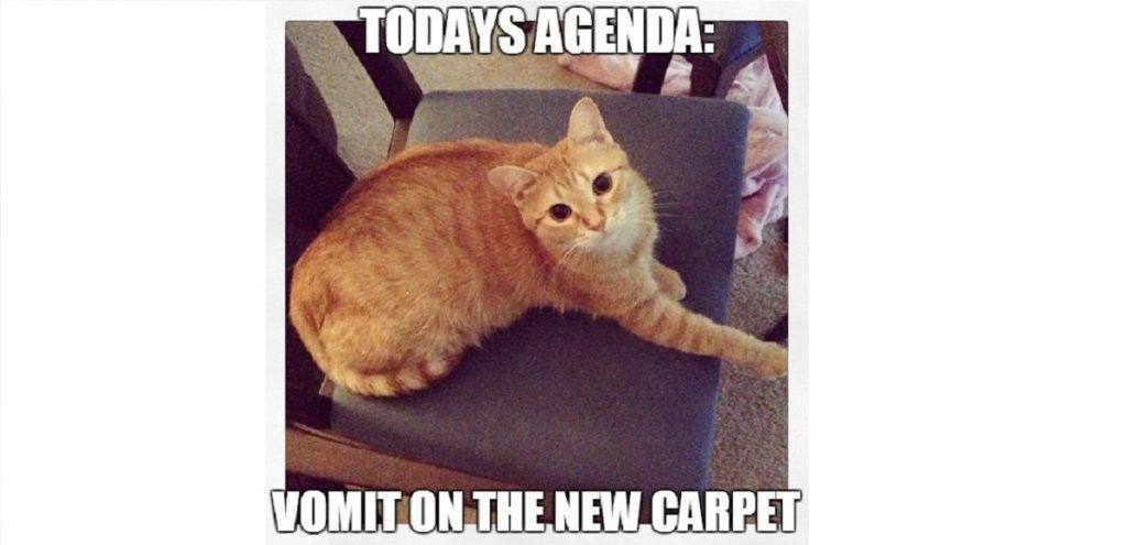 pet friendly carpet